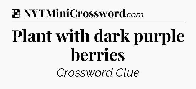 Solution: Plant with dark purple berries - NYT Crossword