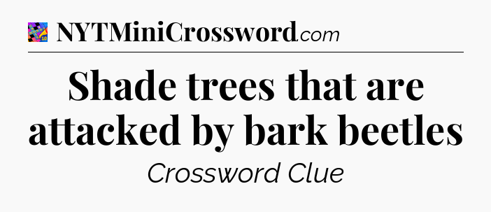 Shade trees that are attacked by bark beetles Crossword Clue