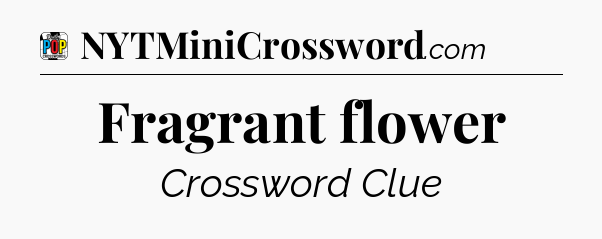 Fragrant flower Crossword Clue