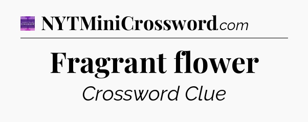 Fragrant flower - Thomas Joseph Crossword