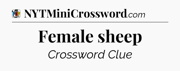 Female sheep Crossword Clue