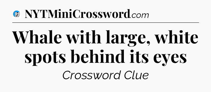 Whale with large, white spots behind its eyes Crossword Clue