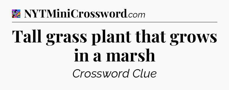 Tall grass plant that grows in a marsh Crossword Clue