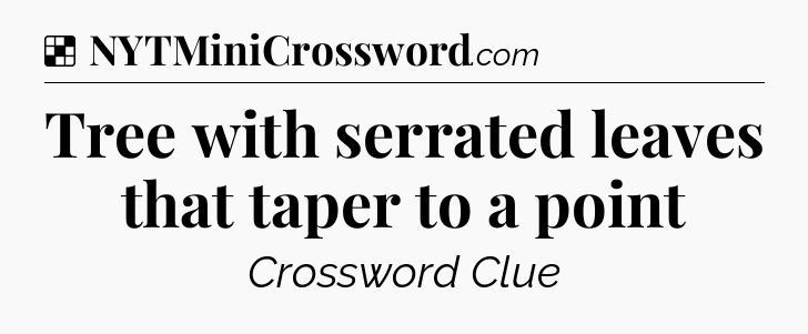 Solution: Tree with serrated leaves that taper to a point - NYT Crossword