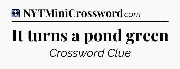 Solution: It turns a pond green - NYT Mini Crossword