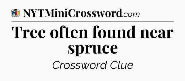 Tree often found near spruce Crossword Clue