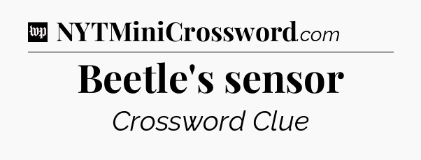 Beetle's sensor Crossword Clue