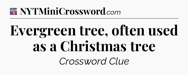 Evergreen tree, often used as a Christmas tree Codycross