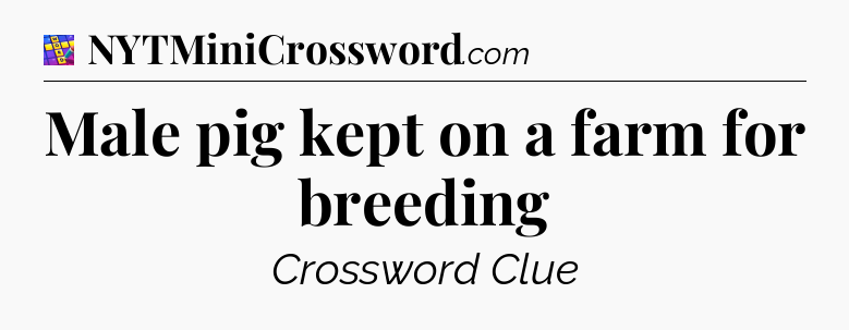 Male pig kept on a farm for breeding Codycross