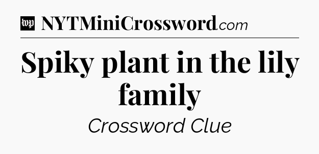 Spiky plant in the lily family Crossword Clue