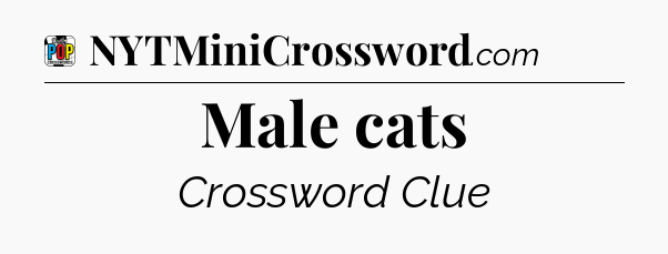 Male cats Crossword Clue