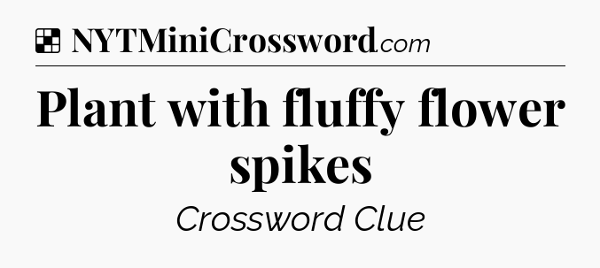 Solution: Plant with fluffy flower spikes - NYT Crossword