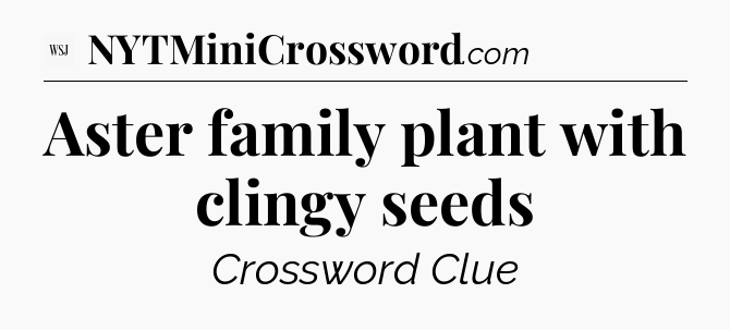 Aster family plant with clingy seeds - WSJ Crossword