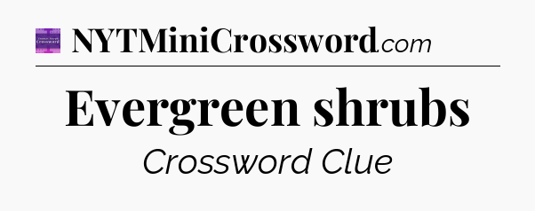 Evergreen shrubs - Thomas Joseph Crossword