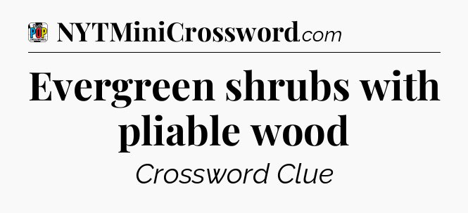Evergreen shrubs with pliable wood Crossword Clue