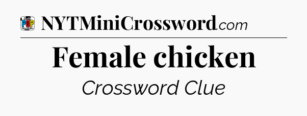 Female chicken Crossword Clue