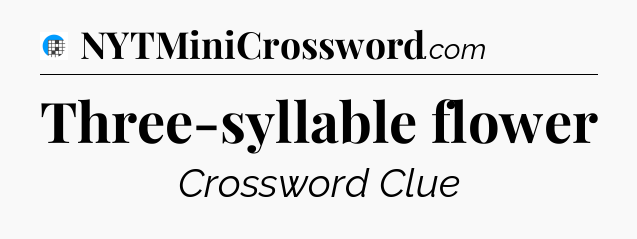 Three-syllable flower Crossword Clue