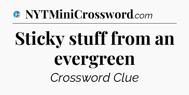 Sticky stuff from an evergreen Crossword Clue