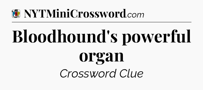 Bloodhound's powerful organ Crossword Clue
