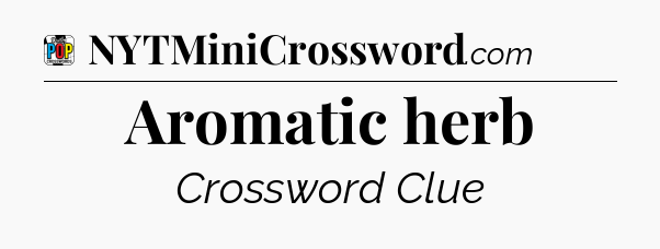 Aromatic herb Crossword Clue