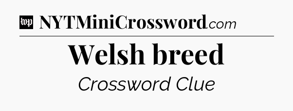 Welsh breed Crossword Clue