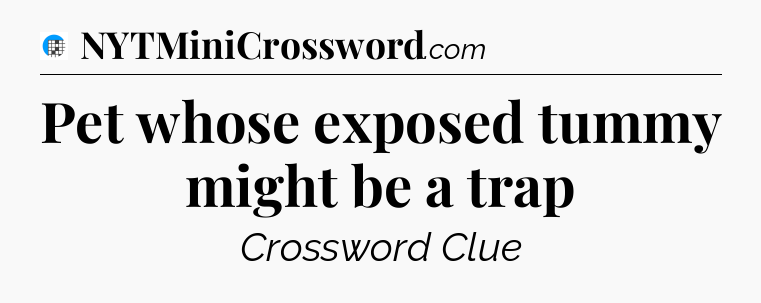 Pet whose exposed tummy might be a trap Crossword Clue