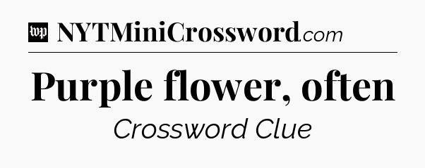 Purple flower, often Crossword Clue