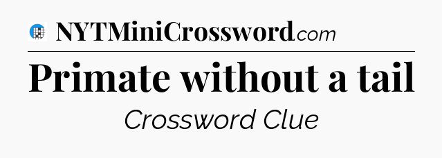 Primate without a tail Crossword Clue