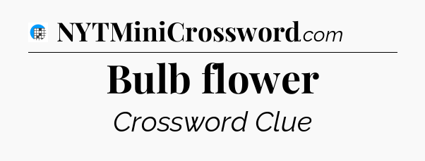 Bulb flower Crossword Clue
