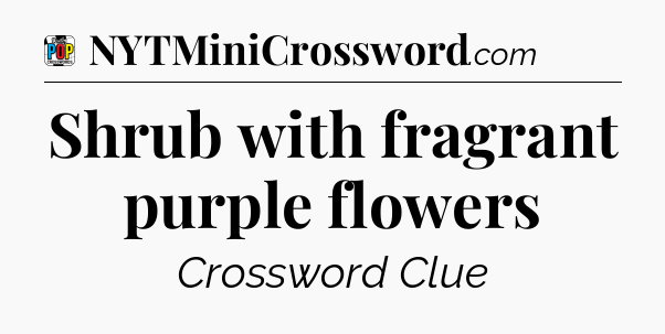 Shrub with fragrant purple flowers Crossword Clue