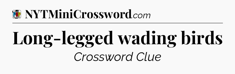 Long-legged wading birds Crossword Clue