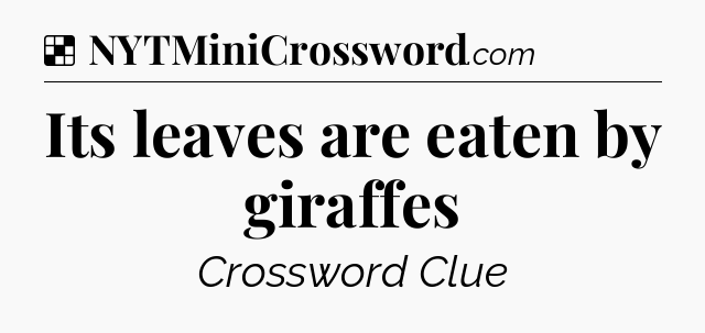 Solution: Its leaves are eaten by giraffes - NYT Crossword