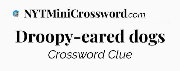 Droopy-eared dogs Crossword Clue