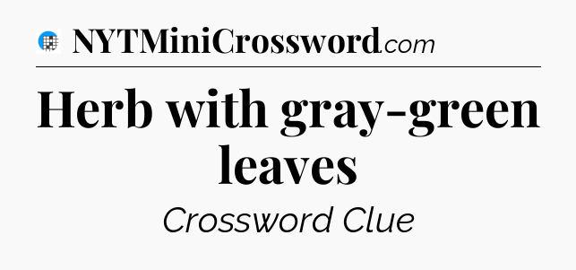 Herb with gray-green leaves Crossword Clue
