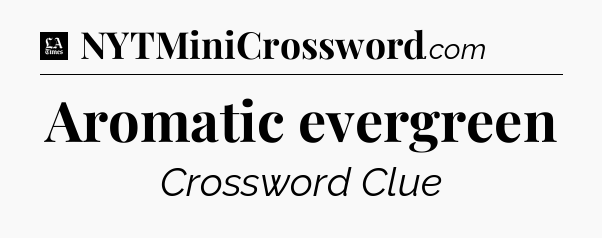 Aromatic evergreen - LA Times Crossword
