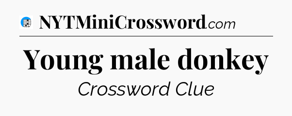 Young male donkey Crossword Clue