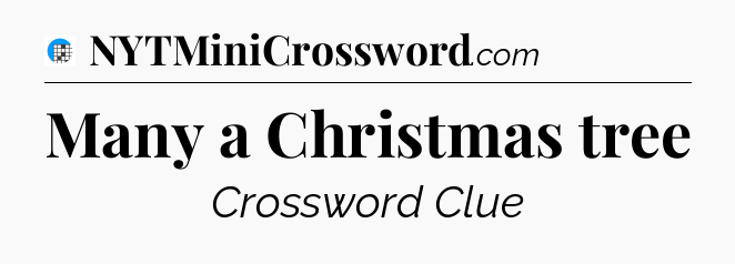 Many a Christmas tree Crossword Clue