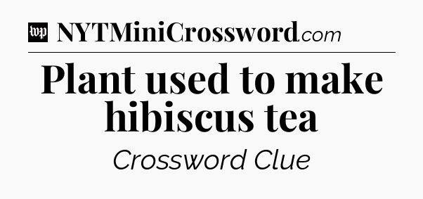 Plant used to make hibiscus tea Crossword Clue