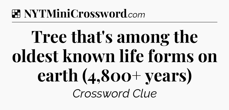 Solution: Tree that's among the oldest known life forms on earth (4,800+ years) - NYT Crossword