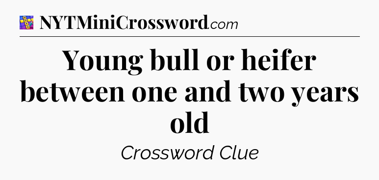 Young bull or heifer between one and two years old Codycross