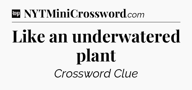 Like an underwatered plant Crossword Clue