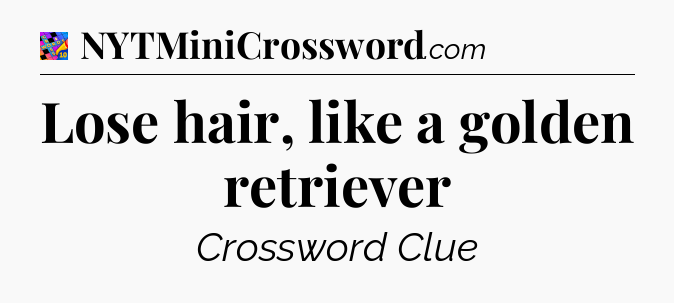 Lose hair, like a golden retriever Crossword Clue