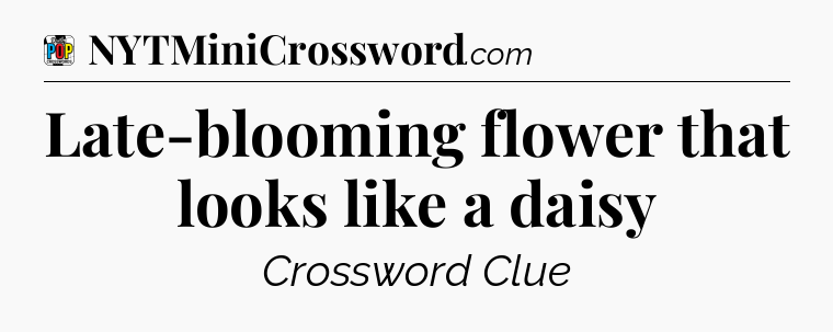 Late-blooming flower that looks like a daisy Crossword Clue