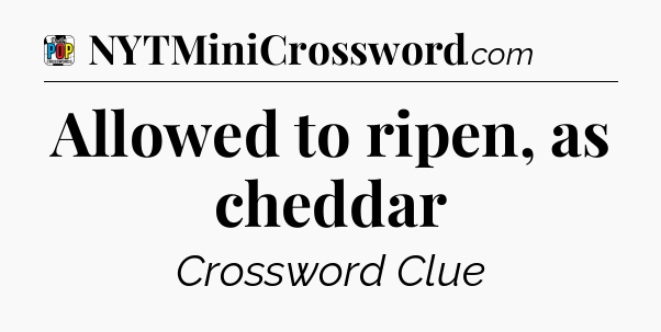 Allowed to ripen, as cheddar Crossword Clue
