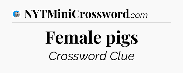 Female pigs Crossword Clue