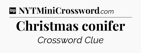 Christmas conifer Crossword Clue
