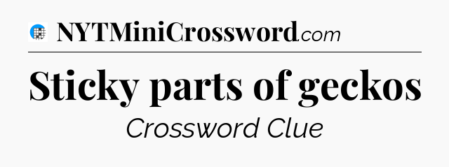 Sticky parts of geckos Crossword Clue