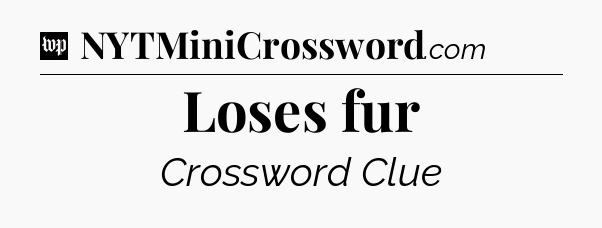 Loses fur Crossword Clue