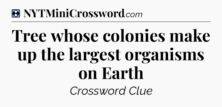 Solution: Tree whose colonies make up the largest organisms on Earth - NYT Mini Crossword