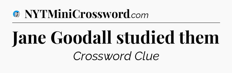 Jane Goodall studied them Crossword Clue